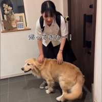 撫でてもらう大型犬