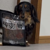 おやつの袋をくわえて飼い主さんを見つめる犬