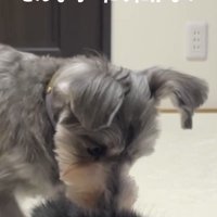 猫の背中の匂いを嗅ぐ犬