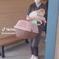 犬を抱えて歩く人