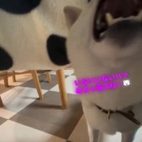 口を大きく開ける犬3