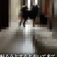 家の中まで着いてきた