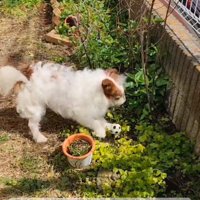 お庭でボール遊び♪