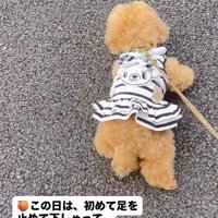老人が近づいて来て足踏みする犬