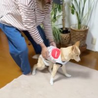 飼い主に抱っこをされて、おじいちゃんの家の床に下ろされる犬