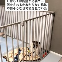 子犬の近づく