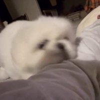 顎がかゆいだけだった！！