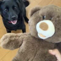 ぬいぐるみに喜ぶ犬