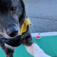 手を差し出すオレオくん