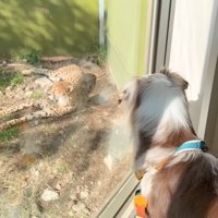 チーターを見るガルチェロくん