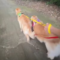 並んで散歩をする2頭の犬