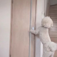 扉も開けられるよ