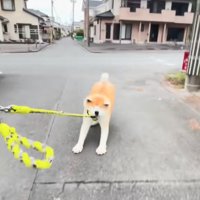 引きずられる秋田犬2