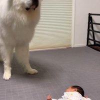 マハロくんと赤ちゃん9