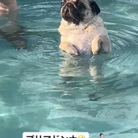 プールに来たぽんずちゃん⑩