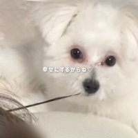 飼い主さんの髪の毛を噛んで引っ張る犬