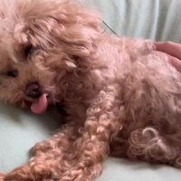 伸びをするハグちゃん