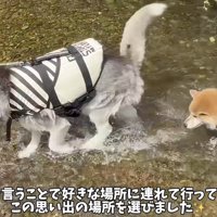 川の浅瀬を歩く2匹の犬