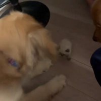 フセの体勢になって…
