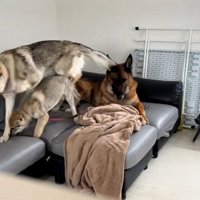 DAZくんのそばにやってきた2匹