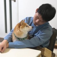 お兄ちゃん帰省時の豆柴4兄妹9