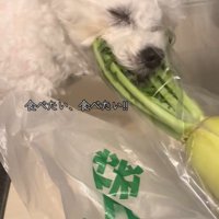 大根の葉を食べるおから君3