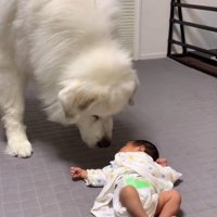 マハロくんと赤ちゃん7