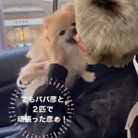 女性の顔を舐める犬