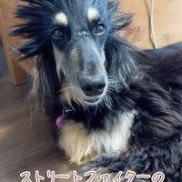 ツタンカーメンやガイルに似ている？