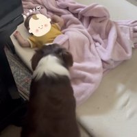 赤ちゃんのそばにいる犬