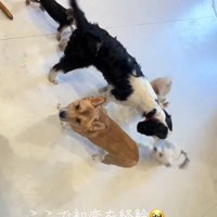 寄り集まって遊ぶ犬たち