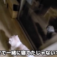 廊下に向かって歩きだす猫