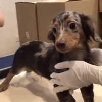 処置を終えて立ち尽くす犬