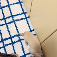 足元にやってきた子犬