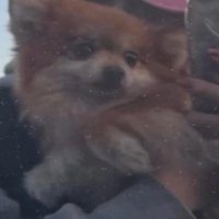 女性の腕の中で大人しくしている犬