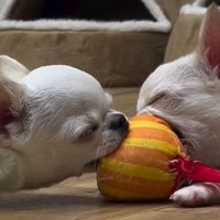 2匹のチワワのアップ