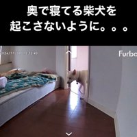 部屋に入ってくる犬