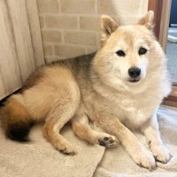 美犬