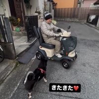 シニアカーに乗った人の前に立つ犬