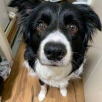 ペットホテルに居候していたワンコ4