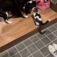 困惑の黒豆ちゃんと…