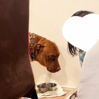 水を飲み終わったわんこ