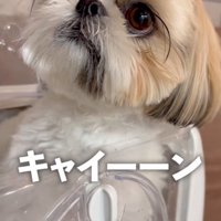 悲鳴を聞く犬
