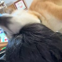 豪快にスリスリする福くん