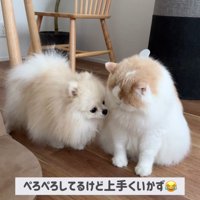 体調不良のレモンさんと優しいポテチくん7