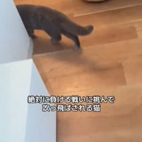 角を曲がる猫