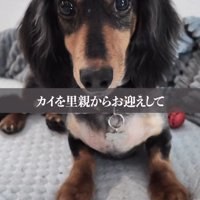 飼い主を見つめる犬