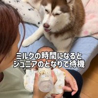ミルクの順番待ちをするたこやきちゃん