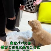 パパのそばに行くかんくろう君
