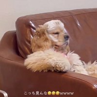 向きなおるハムちゃん